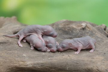 A number of baby mice are resting in their nest. This rodent has the scientific name Rattus rattus.