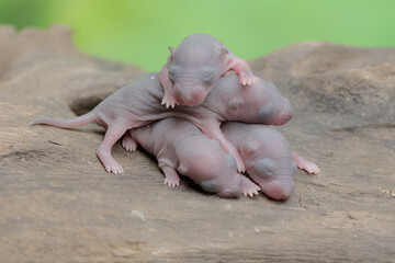 A number of baby mice are resting in their nest. This rodent has the scientific name Rattus rattus.