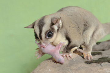 An adult sugar glider is preying on a baby mouse. This mammal has the scientific name Petaurus breviceps.