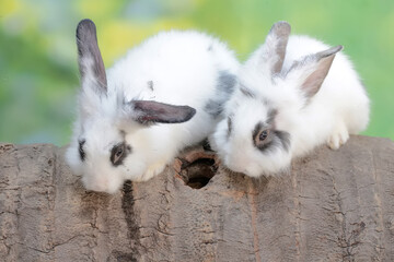 Two young rabbits are resting on a fallen coconut tree trunk. This rodent has the scientific name Lepus negricollis.