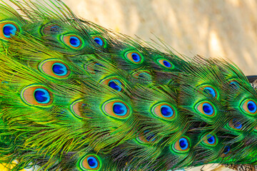 Obraz premium Close-up of peacock feathers,Peacock macro feathers. Blue green glowing surface nature texture exotic bird vibrant color. Beautiful decorative iridescent background close up photo