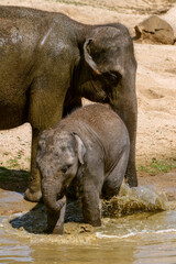 Fototapeta premium Portrait of elephant and baby elephant near water. Close-up portrait. Vertical photo. Indian elephant (Elephas maximus) close-up. Wild animals. 