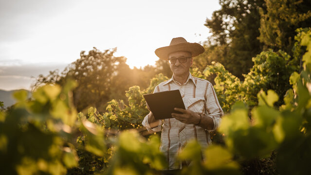 Portrait of senior man stand and hold clipboard in the vineyard