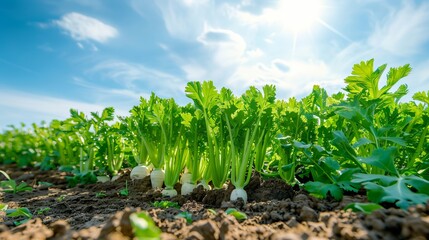Obraz premium Vibrant Parsnip Field with Green Tops Under a Clear Blue Sky. Concept of Agriculture, Farming, Root Vegetables, Organic Produce