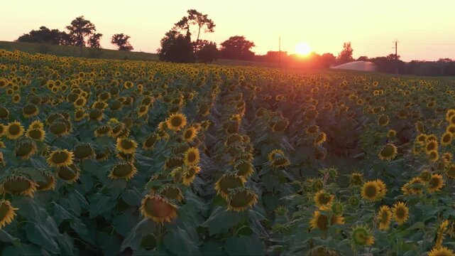 Rase motte sur les tournesols