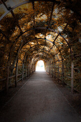 Obraz premium Charming Forest Tunnel of Branches and Trees, Rustic Autumn Path with Canopy of Leaves, Light and Shadows Creating a Tranquil Atmosphere for Nature Walks, parks and green spaces Outdoors