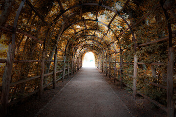Fototapeta premium Charming Forest Tunnel of Branches and Trees, Rustic Autumn Path with Canopy of Leaves, Light and Shadows Creating a Tranquil Atmosphere for Nature Walks, parks and green spaces Outdoors