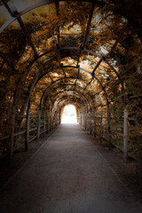 Fototapeta premium Charming Forest Tunnel of Branches and Trees, Rustic Autumn Path with Canopy of Leaves, Light and Shadows Creating a Tranquil Atmosphere for Nature Walks, parks and green spaces Outdoors