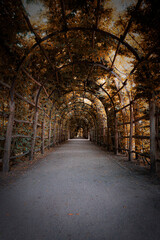 Obraz premium Charming Forest Tunnel of Branches and Trees, Rustic Autumn Path with Canopy of Leaves, Light and Shadows Creating a Tranquil Atmosphere for Nature Walks, parks and green spaces Outdoors