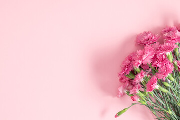 Pink carnations. Bouquet of pink bush carnations on pastel pink background.