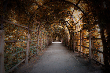 Obraz premium Charming Forest Tunnel of Branches and Trees, Rustic Autumn Path with Canopy of Leaves, Light and Shadows Creating a Tranquil Atmosphere for Nature Walks, parks and green spaces Outdoors