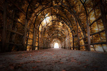 Fototapeta premium Charming Forest Tunnel of Branches and Trees, Rustic Autumn Path with Canopy of Leaves, Light and Shadows Creating a Tranquil Atmosphere for Nature Walks, parks and green spaces Outdoors