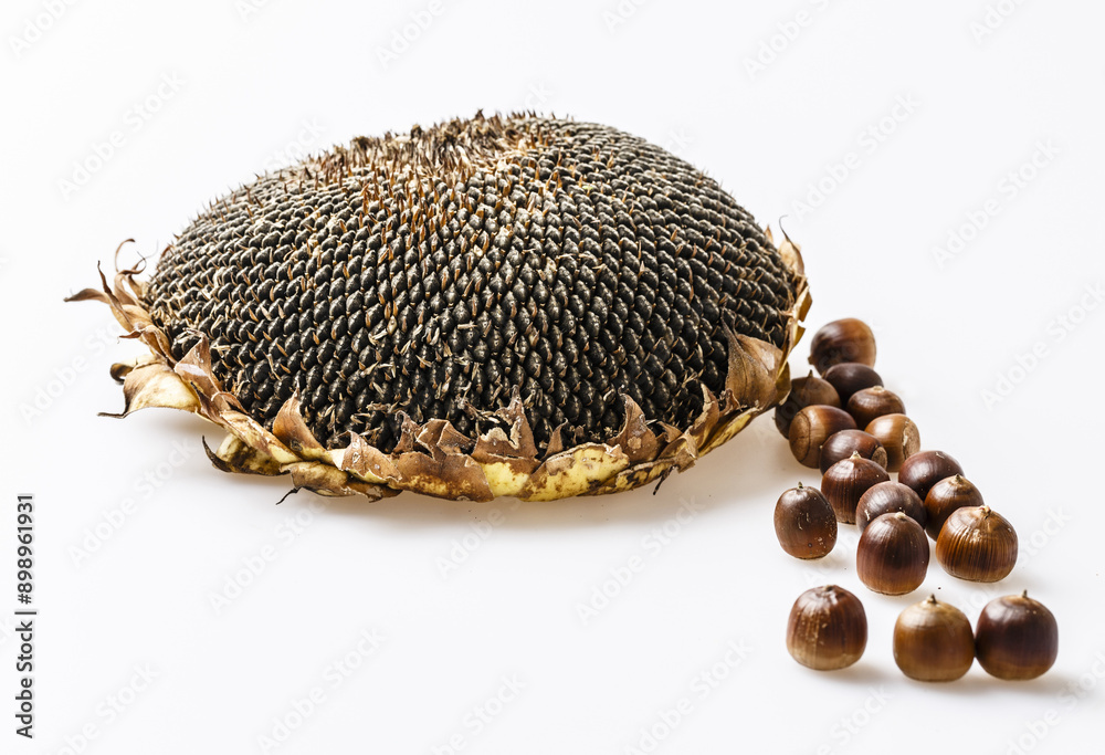 Canvas Prints Close-up of dried acorn seeds and a sunflower head with ripe nuts on white floor, South Korea
