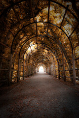 Charming Forest Tunnel of Branches and Trees, Rustic Autumn Path with Canopy of Leaves, Light and Shadows Creating a Tranquil Atmosphere for Nature Walks, parks and green spaces Outdoors