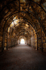 Charming Forest Tunnel of Branches and Trees, Rustic Autumn Path with Canopy of Leaves, Light and Shadows Creating a Tranquil Atmosphere for Nature Walks, parks and green spaces Outdoors