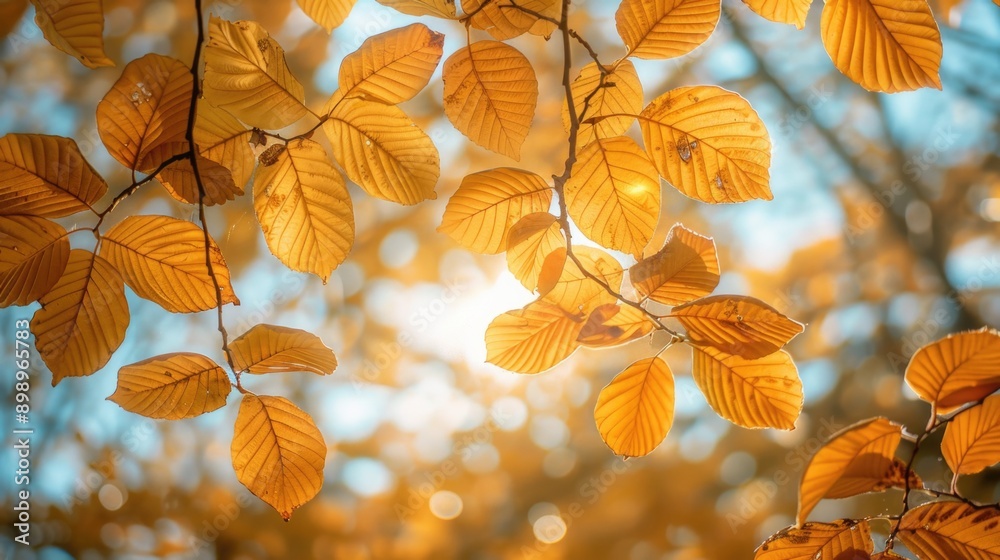 Poster a sunny day with sunlight shining through the leaves of a tree