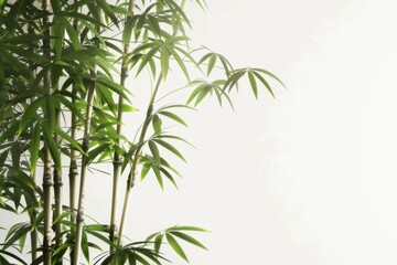 Fototapeta premium Resilient bamboo stalks in beautiful outline formation