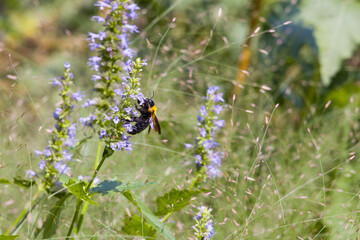 ラベンダーとアブ