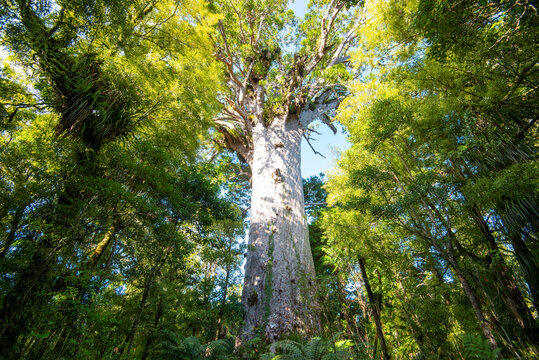 Tane Mahuta Kauri Tree - New Zealand
