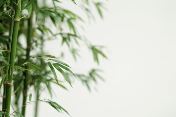 Graceful silhouette of bamboo stalks dancing in the wind