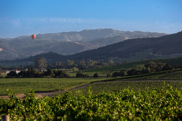 Dramatic image of a hot air balloon in Sonoma valley, California, flying over vineyard's in early morning sunrise. 