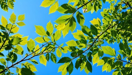 Obraz premium Green Leaves Against Blue Sky.