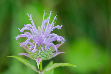 wild bergamot closeup