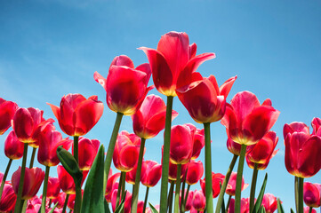 Obraz premium red tulips against blue sky