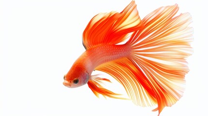 Fototapeta premium A radiant tropical fish with elegant, flowing fins in a variety of vibrant colors, isolated on a clean background, perfect for design projects, with ample copy space