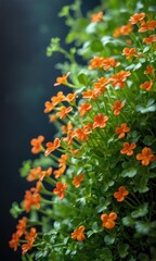 Closeup of Orange Flowers Blooming in a Green Bush.