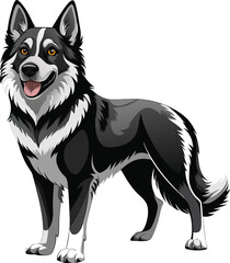 Fototapeta premium border collie dog