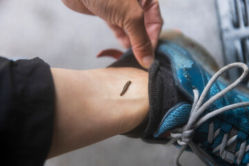 昼さがりのヒル