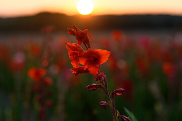 Obraz premium Calm. Red flower in field. Flower field at sunset. Rural landscape with red wildflowers.