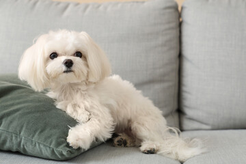 Cute Maltese dog on sofa at home, closeup