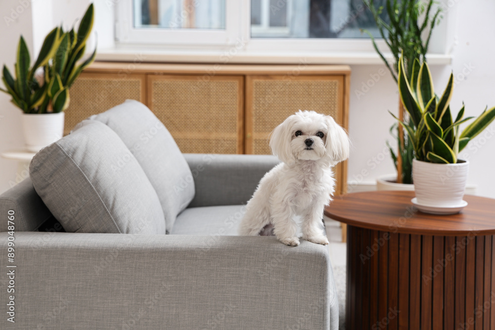 Sticker cute maltese dog on sofa at home