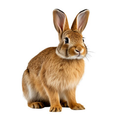 Rabbit On Transparent Background