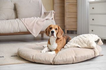Cute Beagle dog in pet bed in living room