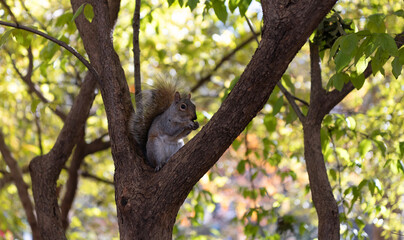 Rodent animal fauna. Autumn scene with Sciurus rodent animal. Wildlife nature. Gray squirrel in forest. Eastern gray squirrel outdoor. Wild animal in nature. Squirrel on the tree. Rodent behavior