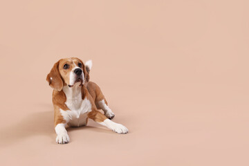 Cute Beagle dog lying on brown background