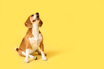 Cute Beagle dog sitting on yellow background