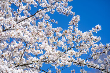 White blossom flower pattern. Flower pattern for spring background. Nature background. Flower pattern. Flower pattern design.