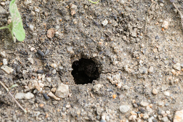 地面に空いた穴
