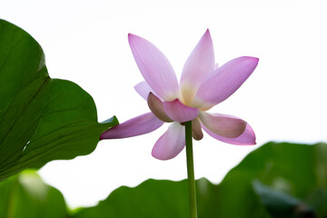 lotus