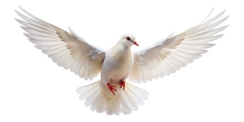 Fototapeta premium Flying white dove isolated on white background AI-Created Content