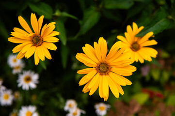 Yellow flowers bloom in a garden bed during summer.