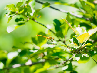 未熟なアキアカネ