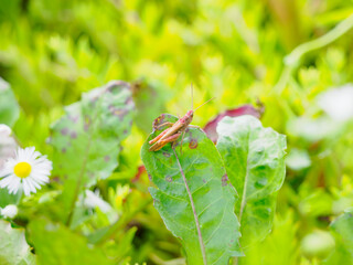 アルビノのバッタ