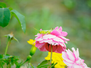 ミカドフキバッタ