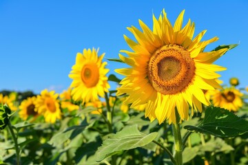Fototapeta premium sunflower in field