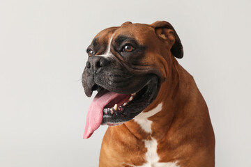 Cute boxer dog on grey background
